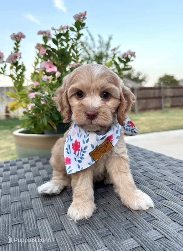 Liberty – Cockapoo, Poodle - Miniature  puppy for sale in Royse City, TX