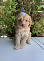 Liberty, a female Cockapoo for sale in Royse City, TX – 4 of 7