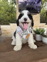 Christina, a female Bernedoodle for sale in Royse City, TX – 2 of 3