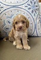 Liberty, a female Cockapoo for sale in Royse City, TX – 5 of 7