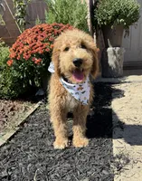Belle, a female Goldendoodle for sale in Royse City, TX – 1 of 2