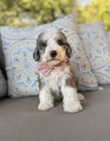 Vanilla, a female Bernedoodle for sale in Royse City, TX – 2 of 10