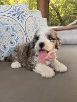 Vanilla, a female Bernedoodle for sale in Royse City, TX – 5 of 10