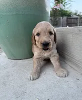 Lemon, a male Goldendoodle for sale in Fate, TX – 6 of 6