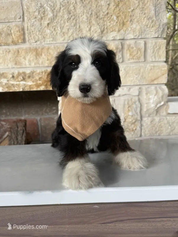 Neapolitan – Bernedoodle puppy for sale in Royse City, TX