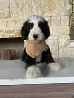 Neapolitan, a male Bernedoodle for sale in Royse City, TX – 1 of 5