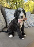 Cookies n Cream, a female Bernedoodle for sale in Royse City, TX – 5 of 7