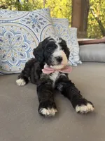 Cookies n Cream, a female Bernedoodle for sale in Royse City, TX – 3 of 7