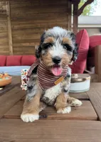 Seahorse, a male Bernedoodle for sale in Royse City, TX – 3 of 4