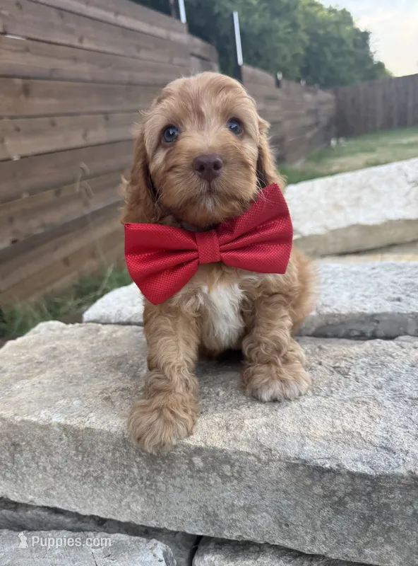 Coffee – Cockapoo puppy for sale in Fate, TX