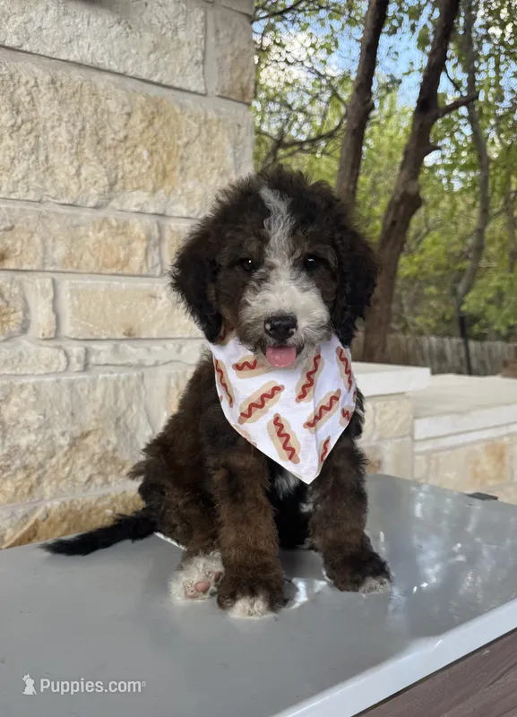 Fudge – Bernedoodle puppy for sale in Royse City, TX
