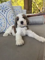 Gelato, a male Bernedoodle for sale in Royse City, TX – 4 of 4
