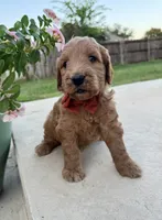 Grapefruit, a male Goldendoodle for sale in Fate, TX – 4 of 5