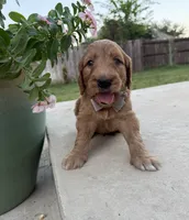 Orange, a male Goldendoodle for sale in Fate, TX – 7 of 8
