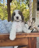 Gelato, a male Bernedoodle for sale in Royse City, TX – 3 of 4