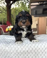 Shark, a male Bernedoodle for sale in Royse City, TX – 4 of 4