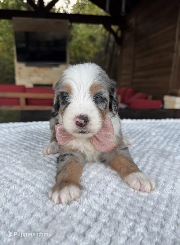 Izzie – Bernedoodle puppy for sale in Royse City, TX