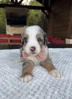 Izzie, a female Bernedoodle for sale in Royse City, TX – 1 of 1