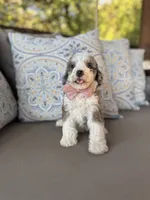 Vanilla, a female Bernedoodle for sale in Royse City, TX – 4 of 10