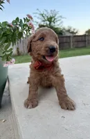 Grapefruit, a male Goldendoodle for sale in Fate, TX – 5 of 5