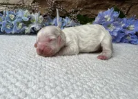 Snickerdoodle, a male Cockapoo for sale in Fate, TX – Photo 2 of 3
