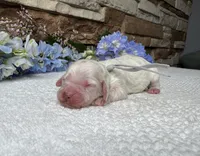 Snickerdoodle, a male Cockapoo for sale in Fate, TX – Photo 1 of 3