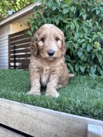 Raspberry, a male Goldendoodle for sale in Fate, TX – 3 of 3