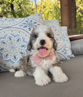 Vanilla, a female Bernedoodle for sale in Royse City, TX – 7 of 10