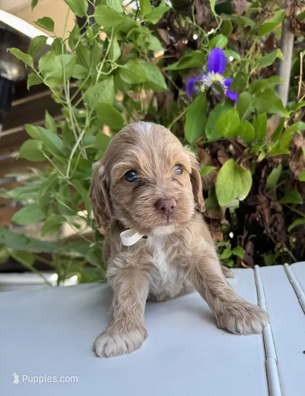 Rocky – Cockapoo puppy for sale in Fate, TX