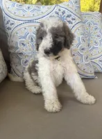 Rocky Road, a male Bernedoodle for sale in Royse City, TX – 4 of 6
