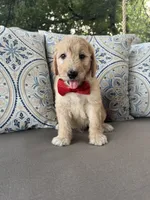 Citrus F1 goldendoodle, a male Goldendoodle for sale in Fate, TX – 1 of 6