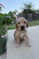 Lemon, a male Goldendoodle for sale in Fate, TX – 5 of 6