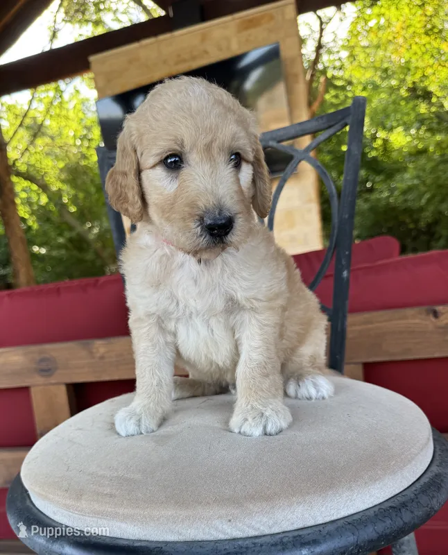 Citrus – Goldendoodle puppy for sale in Fate, TX