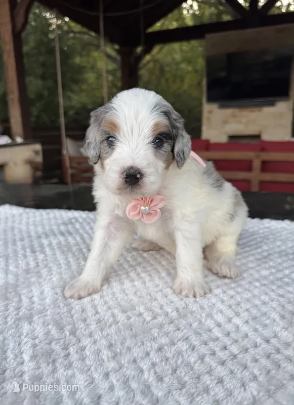 Meredith – Bernedoodle puppy for sale in Fate, TX