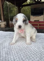 Meredith, a female Bernedoodle for sale in Fate, TX – 1 of 1