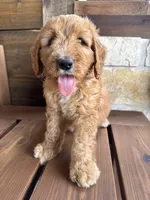 Cranberry, a  Goldendoodle for sale in Fate, TX – 3 of 5
