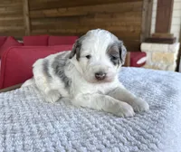 Oak, a male Bernedoodle for sale in Royse City, TX – 4 of 5