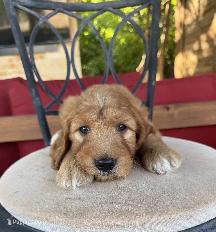 Orange – Goldendoodle puppy for sale in Fate, TX