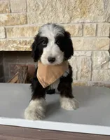 Neapolitan, a male Bernedoodle for sale in Royse City, TX – 5 of 5