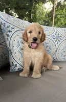Lemon F1 Goldendoodle, a male Goldendoodle for sale in Fate, TX – 7 of 7