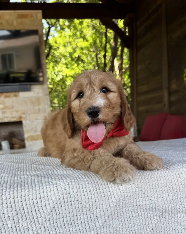 Raspberry – Goldendoodle puppy for sale in Fate, TX