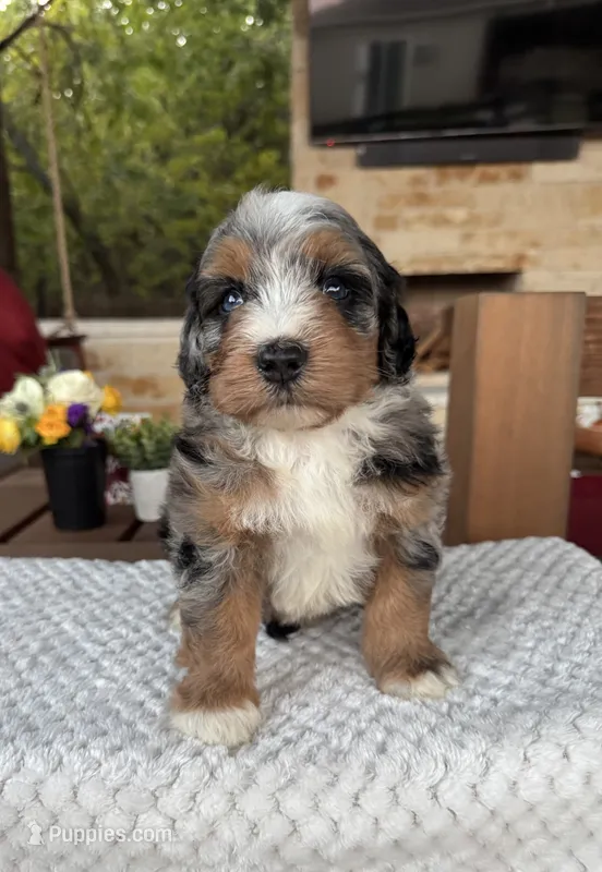 Seahorse – Bernedoodle puppy for sale in Royse City, TX