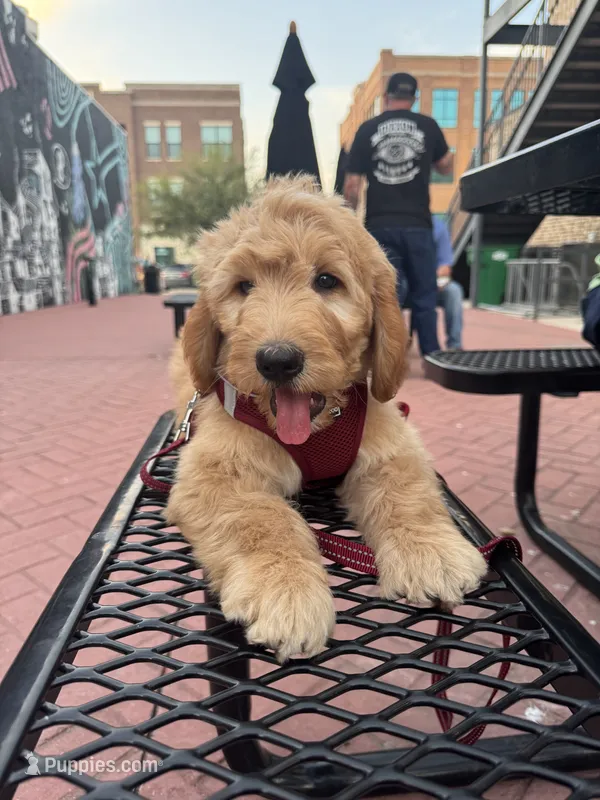 Lemon F1 Goldendoodle – Goldendoodle puppy for sale in Fate, TX