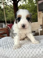 Whale, a male Bernedoodle for sale in Royse City, TX – 7 of 7