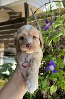 Liberty, a female Cockapoo for sale in Royse City, TX – 3 of 7