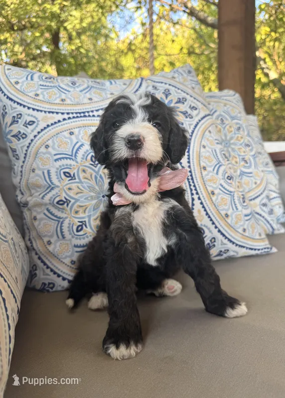 Cookies n Cream – Bernedoodle puppy for sale in Royse City, TX
