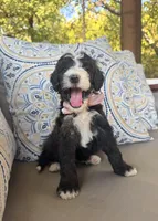 Cookies n Cream, a female Bernedoodle for sale in Royse City, TX – 1 of 7
