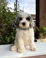 Merideth, a female Bernedoodle for sale in Royse City, TX – 6 of 10