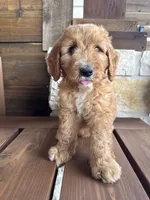Cranberry, a  Goldendoodle for sale in Fate, TX – 2 of 5