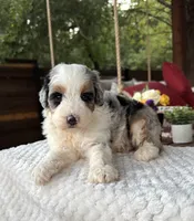 Whale, a male Bernedoodle for sale in Royse City, TX – 6 of 7
